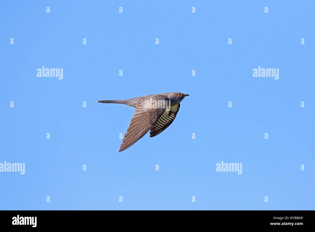 Common cuckoo (Cuculus canorus) male in flight against blue sky Stock Photo