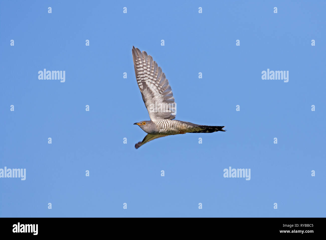 Common cuckoo (Cuculus canorus) male in flight against blue sky Stock Photo