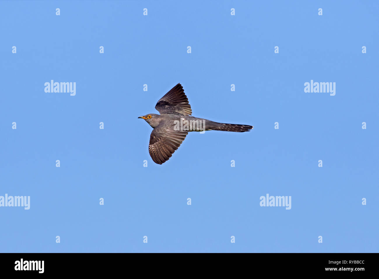 Common cuckoo (Cuculus canorus) male in flight against blue sky Stock Photo