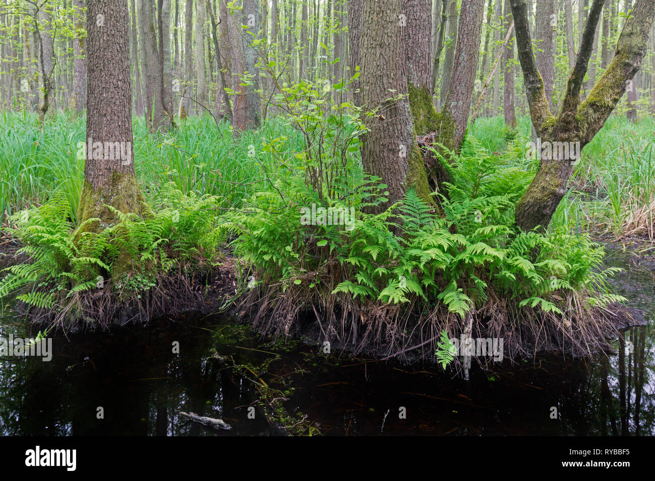 Alder carr showing European alder / black alder trees (Alnus glutinosa) in spring, Saxony-Anhalt, Germany Stock Photo