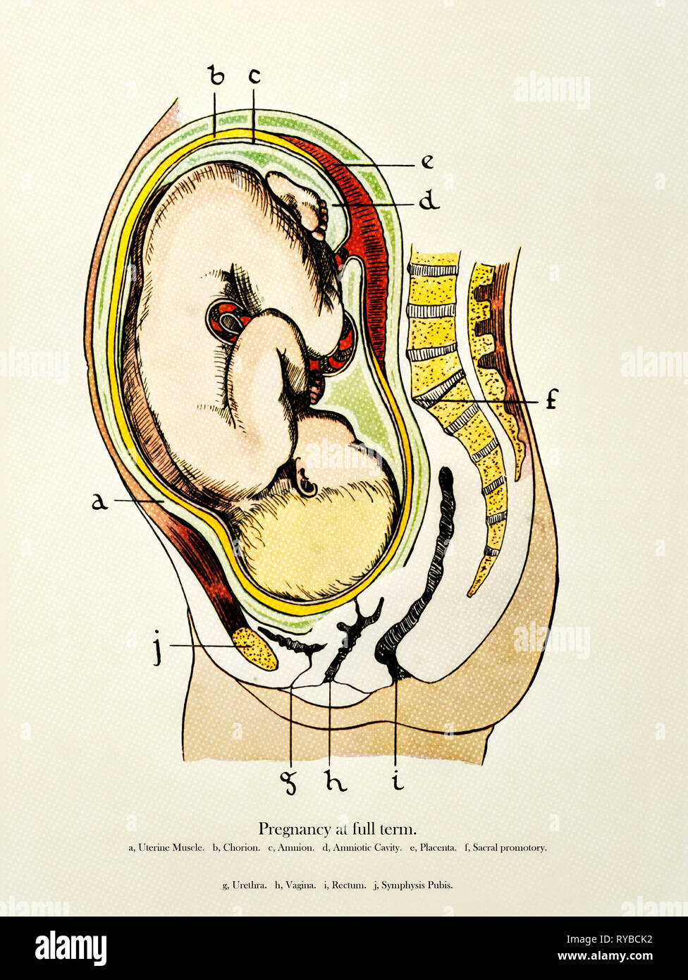 Anatomy of a pregnant woman Stock Photo