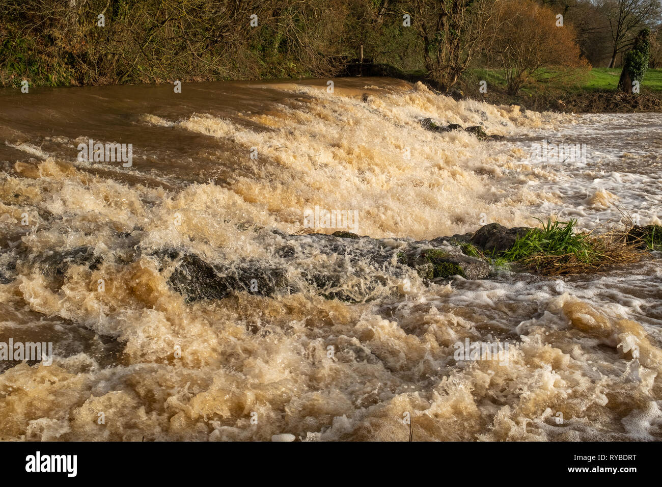 The weir at Tipton St John, Devon, England on the River Otter at fiull force with all the rain dropped by Storm Gareth, Stock Photo