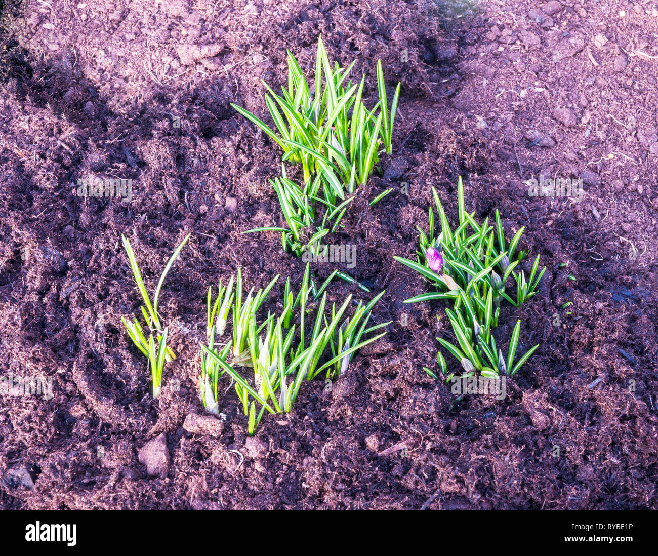 Crocus shoots coming through ground in spring Stock Photo - Alamy