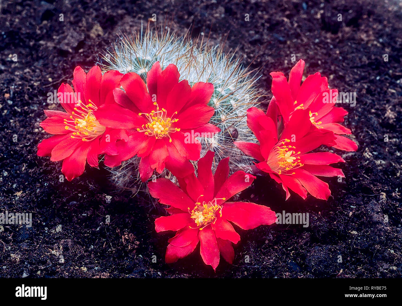 Cacti Rebutia Aylostera sp escayachi with lots of red flowers Stock Photo