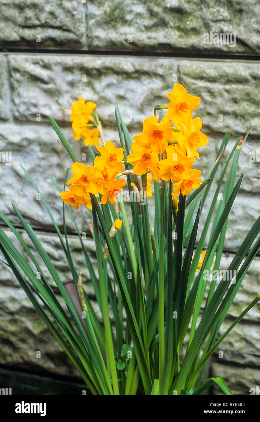 Group of Narcissus 'Martinette' in border against a wall in spring  Narcissus Martinette is a division 8 Tazetta daffodil that is clump forming  Stock Photo - Alamy
