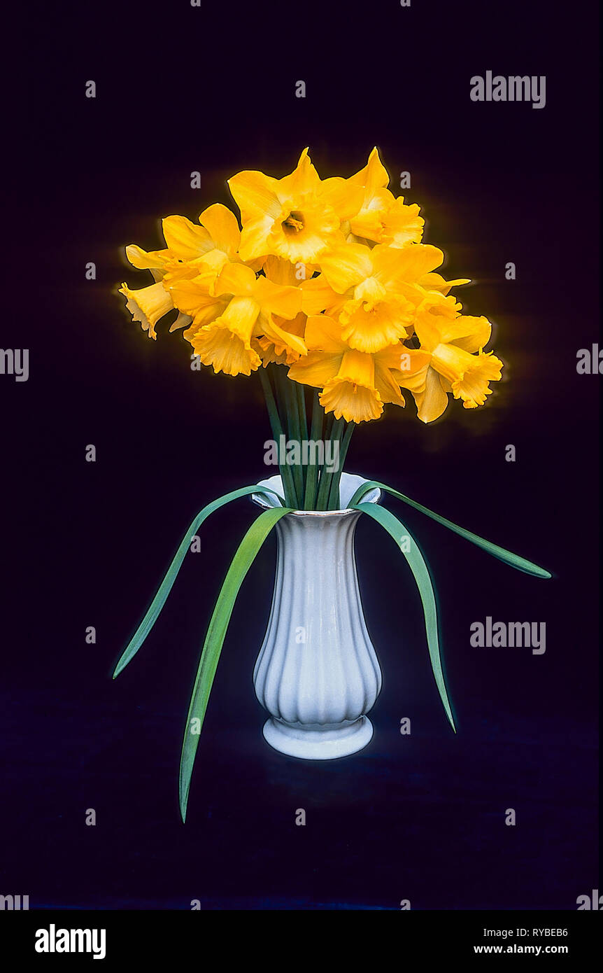 Bunch of Narcissus Spellbinder in a vase against a black background  A Division 1 Trumpet Daffodil that flowers in the middle of spring Stock Photo
