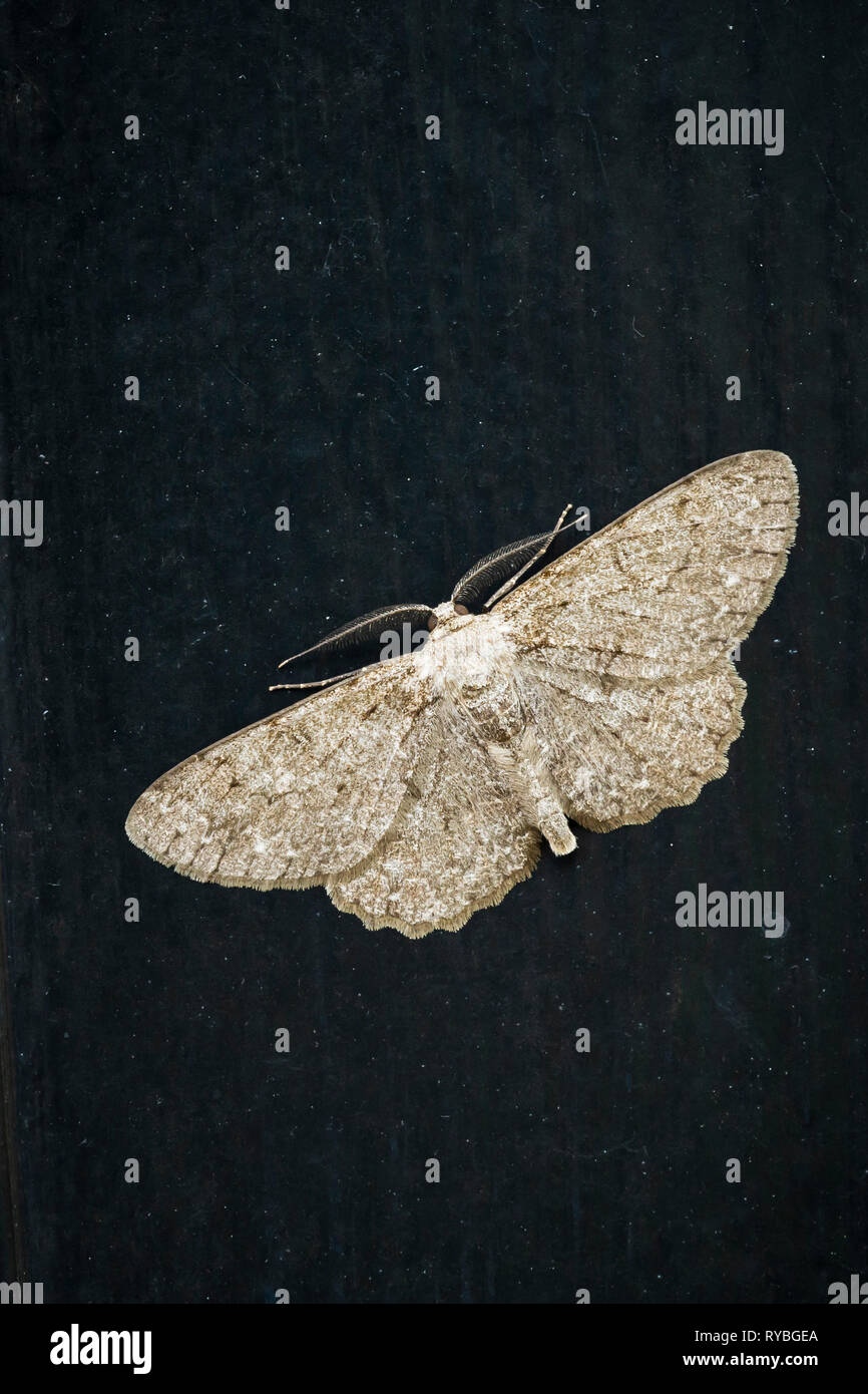 Small Pale Brown Moths In House