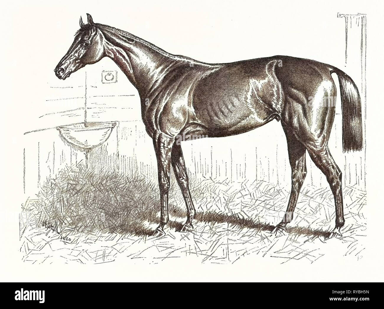 An American Racer in England, Mr. Keene's 'Foxhall,' Winner of the Bretby Nursery Plate, Drawn H. Stull, US, USA, America, United States, American, Engraving 1880 Stock Photo
