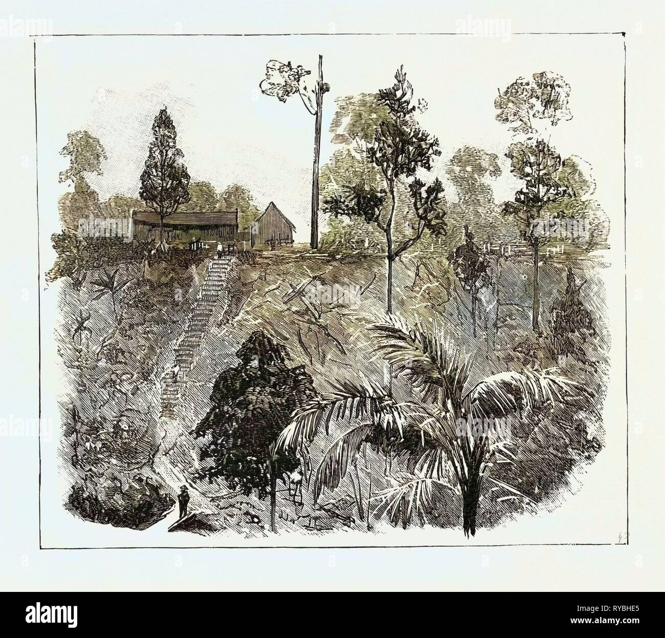 tobacco jungle photos The Cultivation of Tobacco in Sumatra, Indonesia: Jungle-Cutting on a  High-Lying Tobacco Estate, Preparatory to Planting, 1890 Engraving Stock  Photo