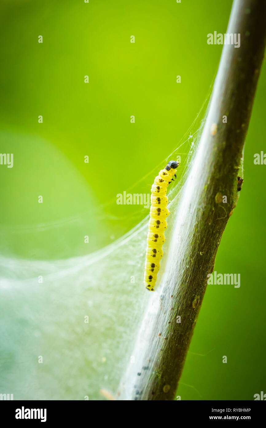 Closeup of a pest larvae caterpillars of the Yponomeutidae family or ermine moths, formed communal webs around a tree. Stock Photo