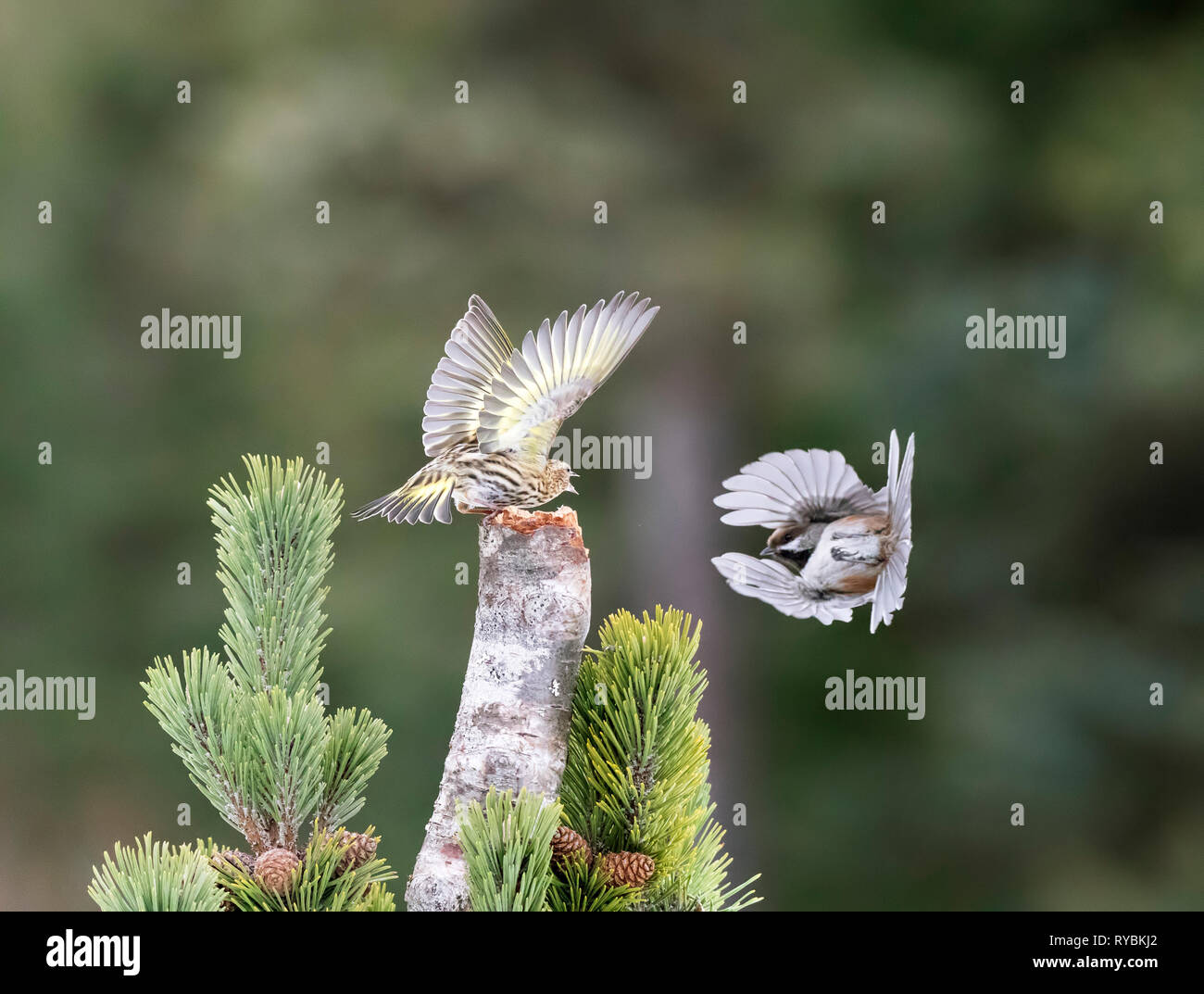 Siskin and chickadee dispute over food. A Pine Siskin, Spinus pinus, and boreal chickadee, Poecile hudsonicus, are trying to feed from suet in a tree Stock Photo