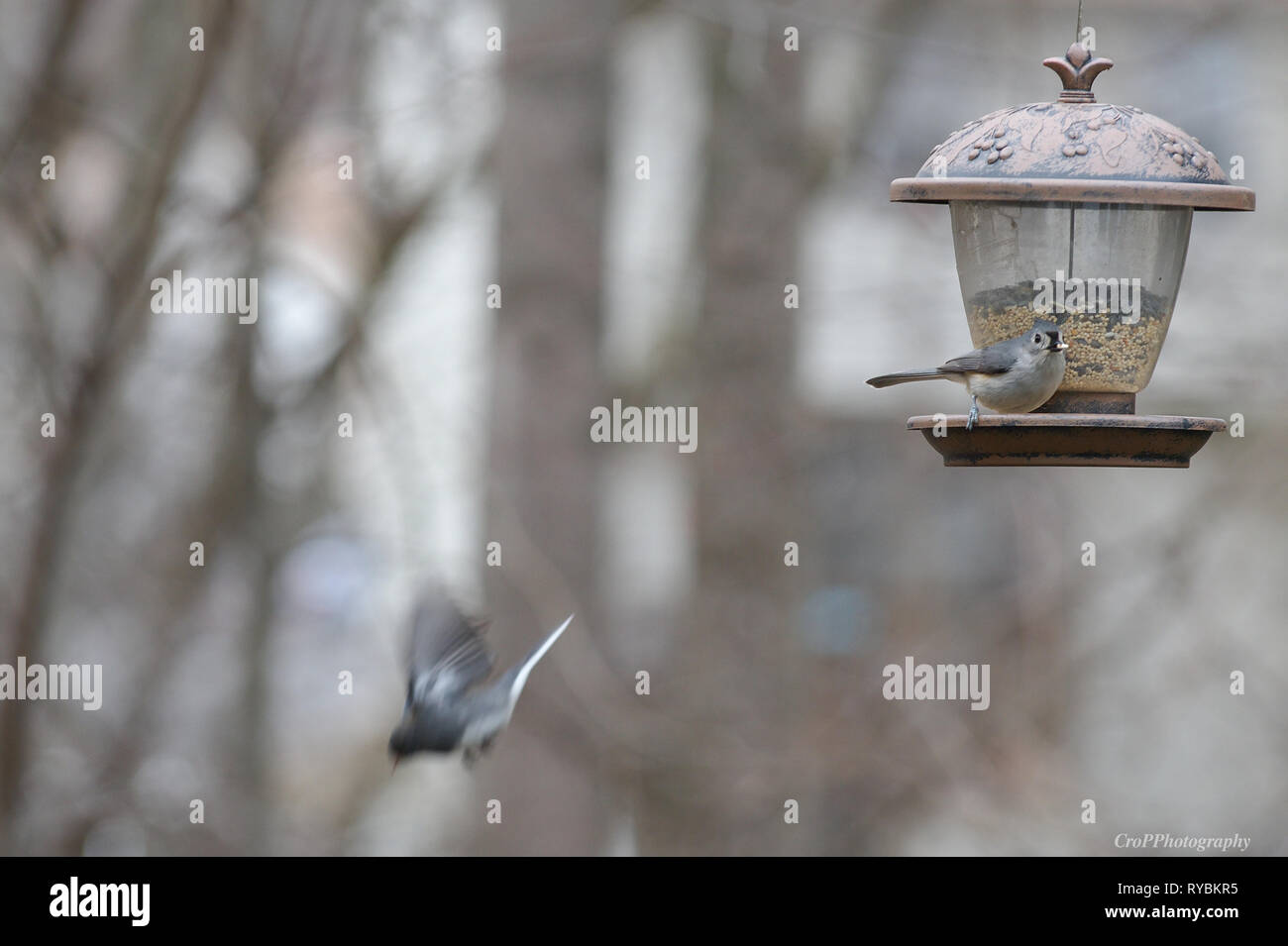 Tufted Titmouse on bird feeder and a Junco bird in flight Stock Photo