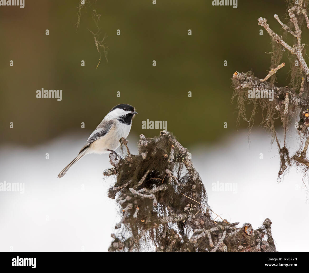 Black-capped chickadee, Poecile atricapillus Stock Photo - Alamy