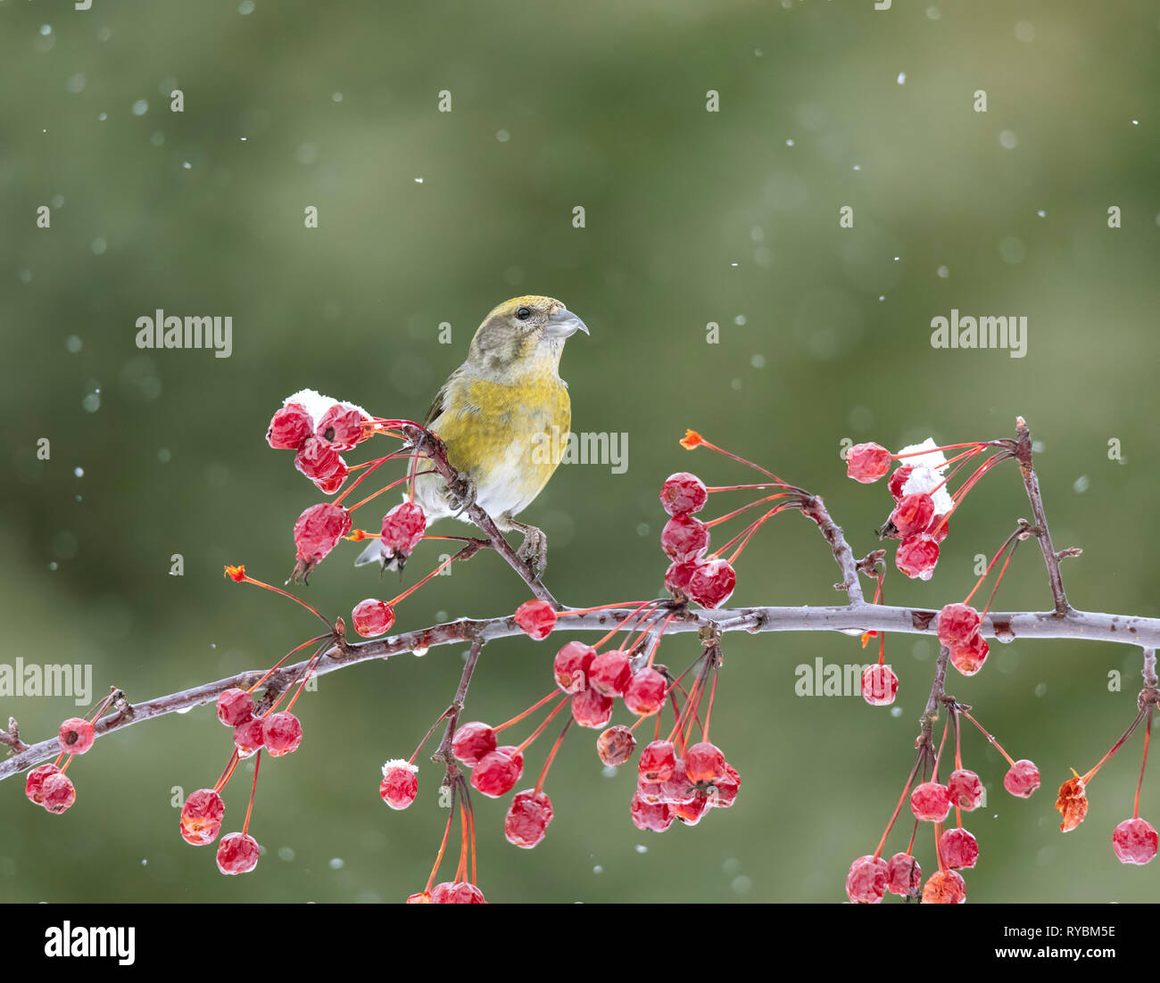Red crossbill, Loxia curvirostra Stock Photo