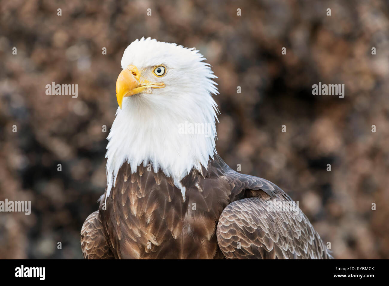 Bald Eagle, Haliaeetus leucocephalus Stock Photo