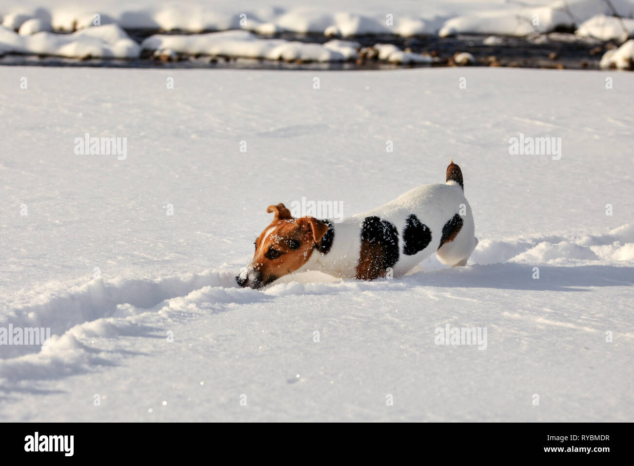 Small Jack Russell terrier dog wading in deep snow, ice crystals o her nose Stock Photo