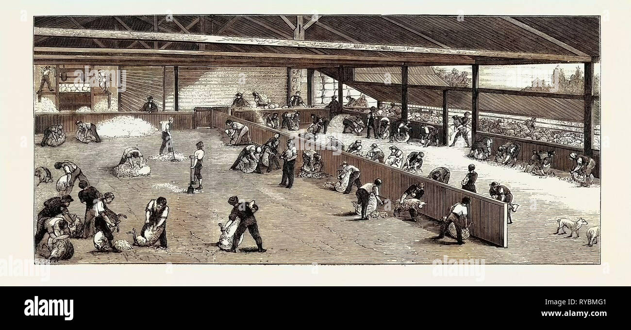 Scene at an Australian Sheep Station, Collaroy, New South Wales