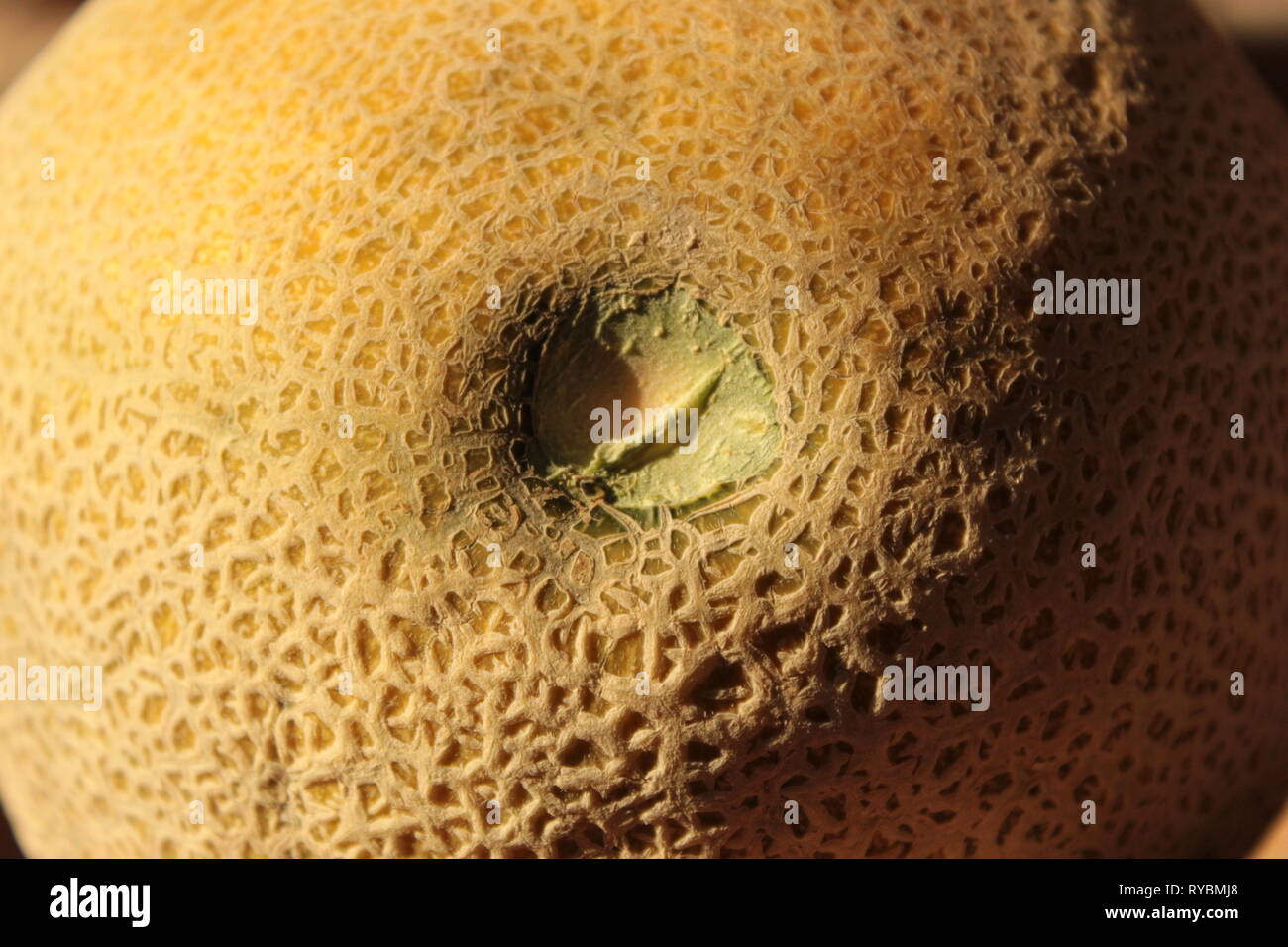 Textura de un melón, foto tomada en mi jardín en Tonala, Jalisco, México utilizando un lente 18-55 mm canon y haciendo un zoom a la cascara Stock Photo