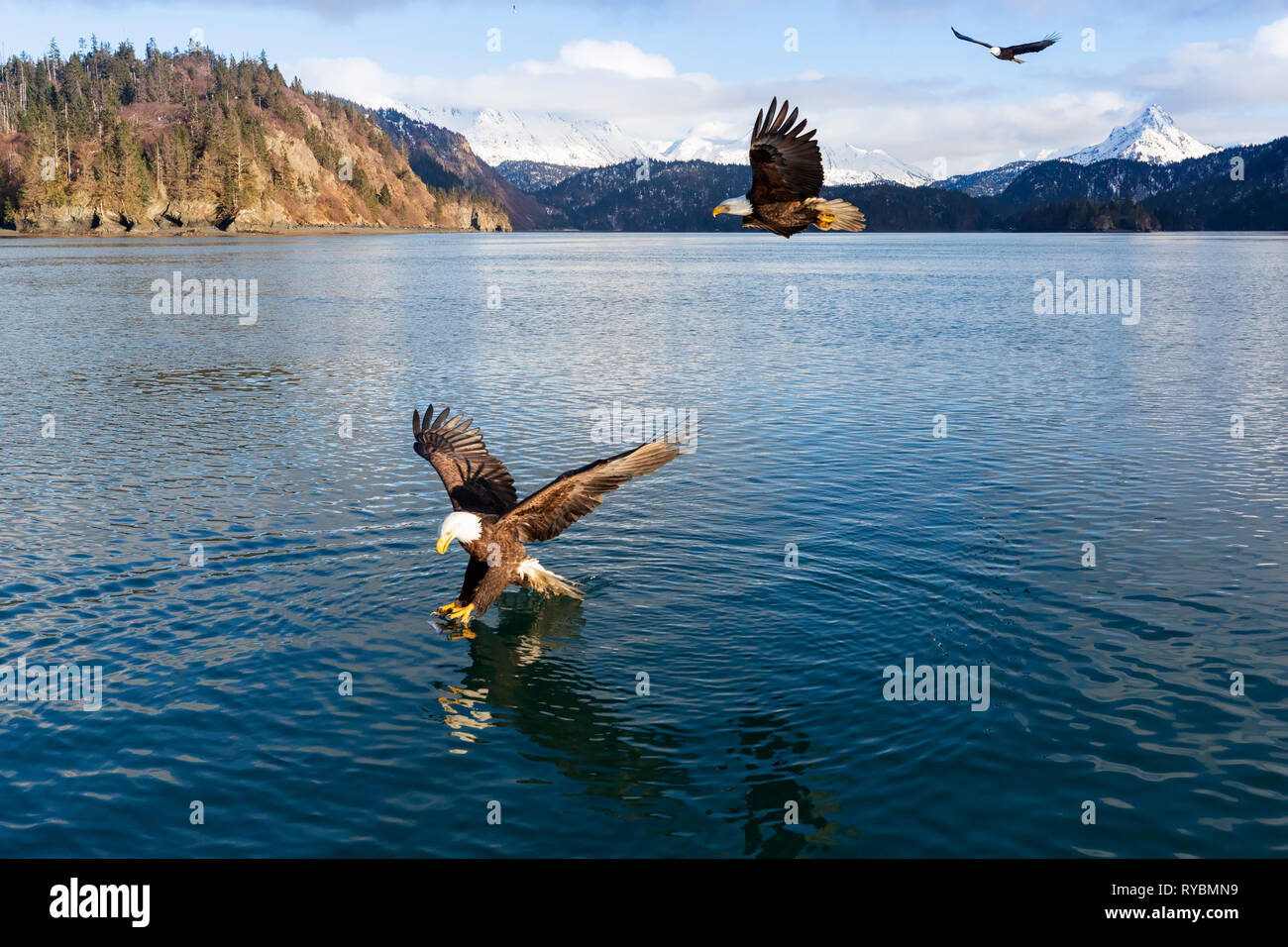 Bald Eagles, Haliaeetus leucocephalus, fishing in China Poot Bay, Alaska Stock Photo