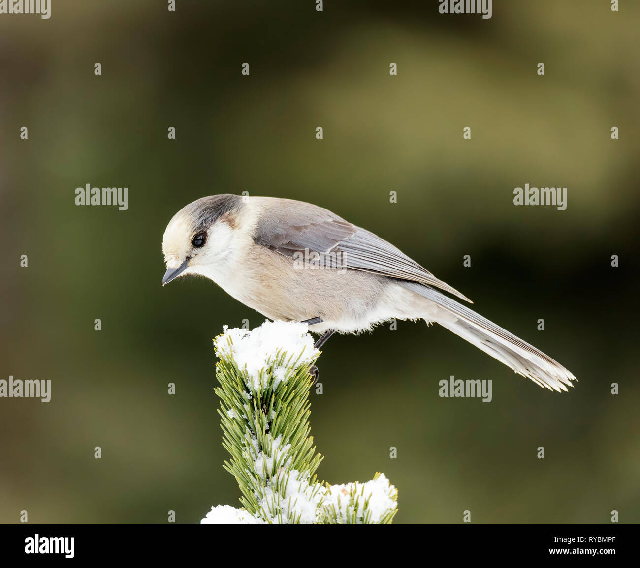 Canada Jay, Perisoreus canadensis Stock Photo