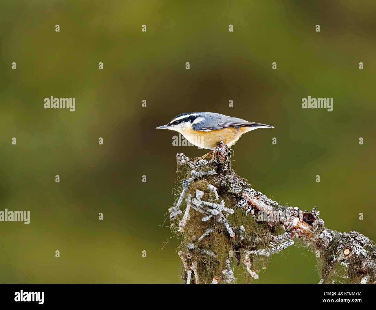 Red-breasted nuthatch, Sitta canadensis Stock Photo
