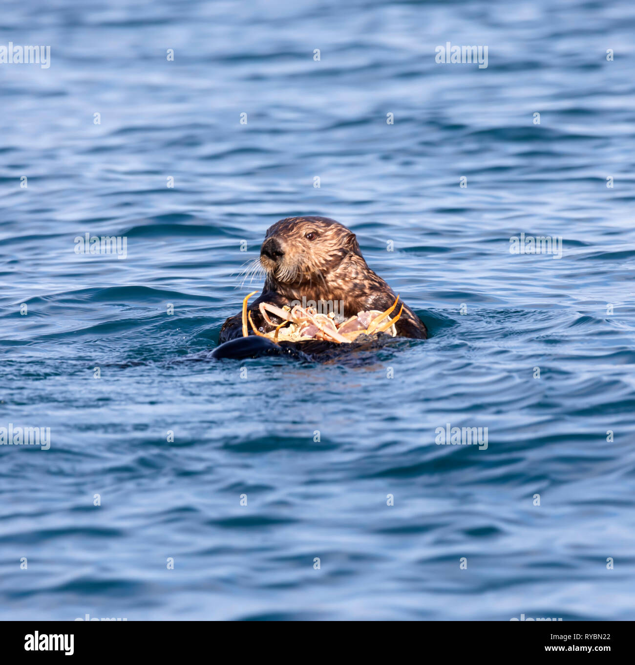 Sea otter, Enhydra lutris Stock Photo