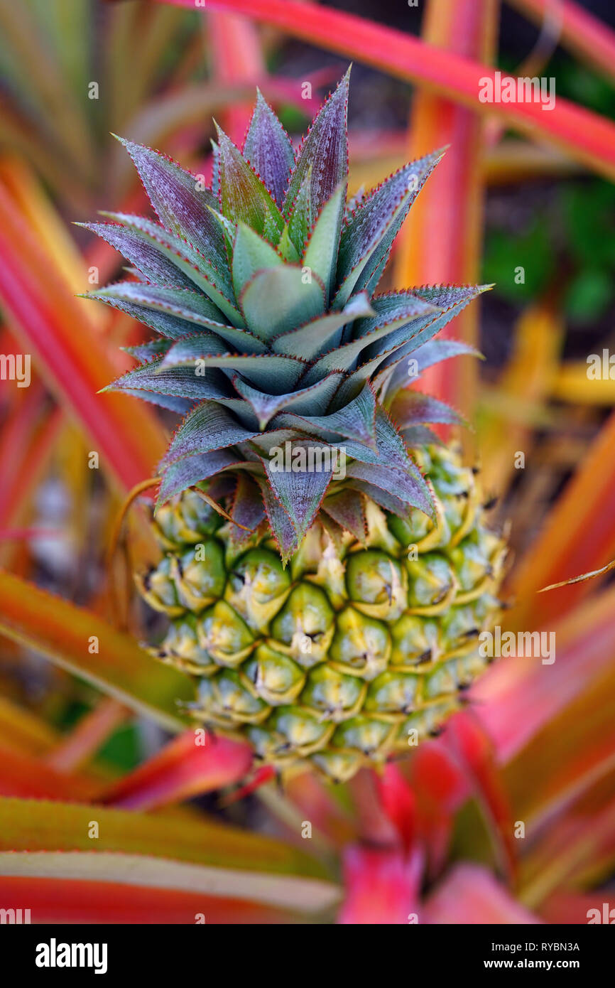 Pineapple (Ananas Comosus) growing on a tropical bromeliad plant with