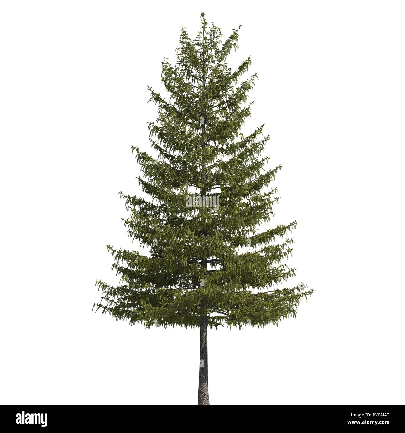 Pine tree 3d illustration isolated on the white background Stock Photo ...