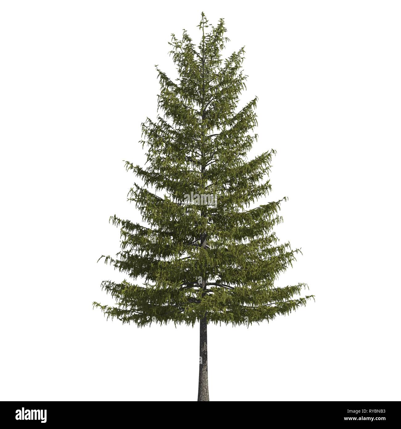 Pine tree 3d illustration isolated on the white background Stock Photo ...