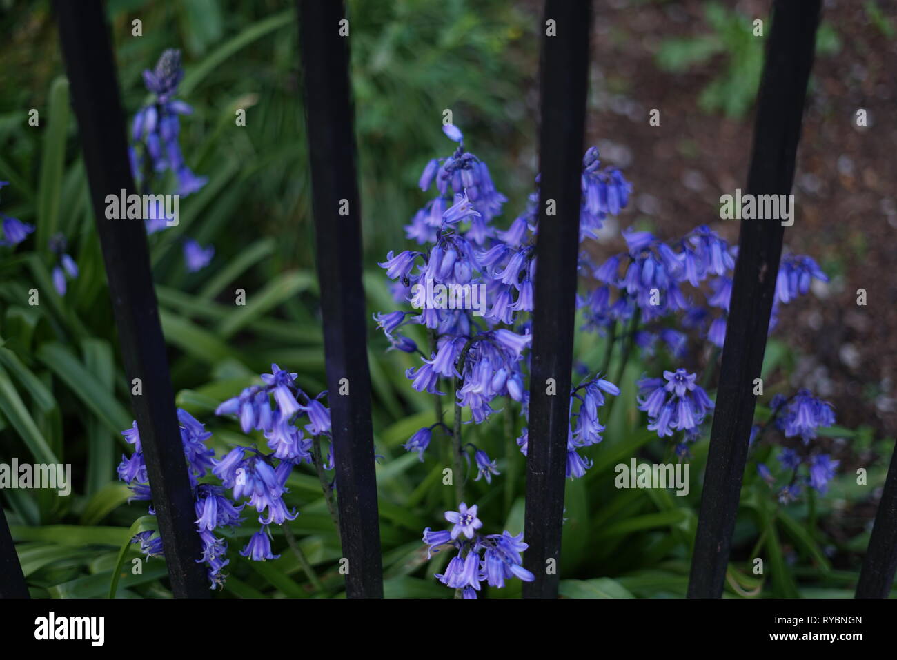 Purple flower in a garden Stock Photo - Alamy