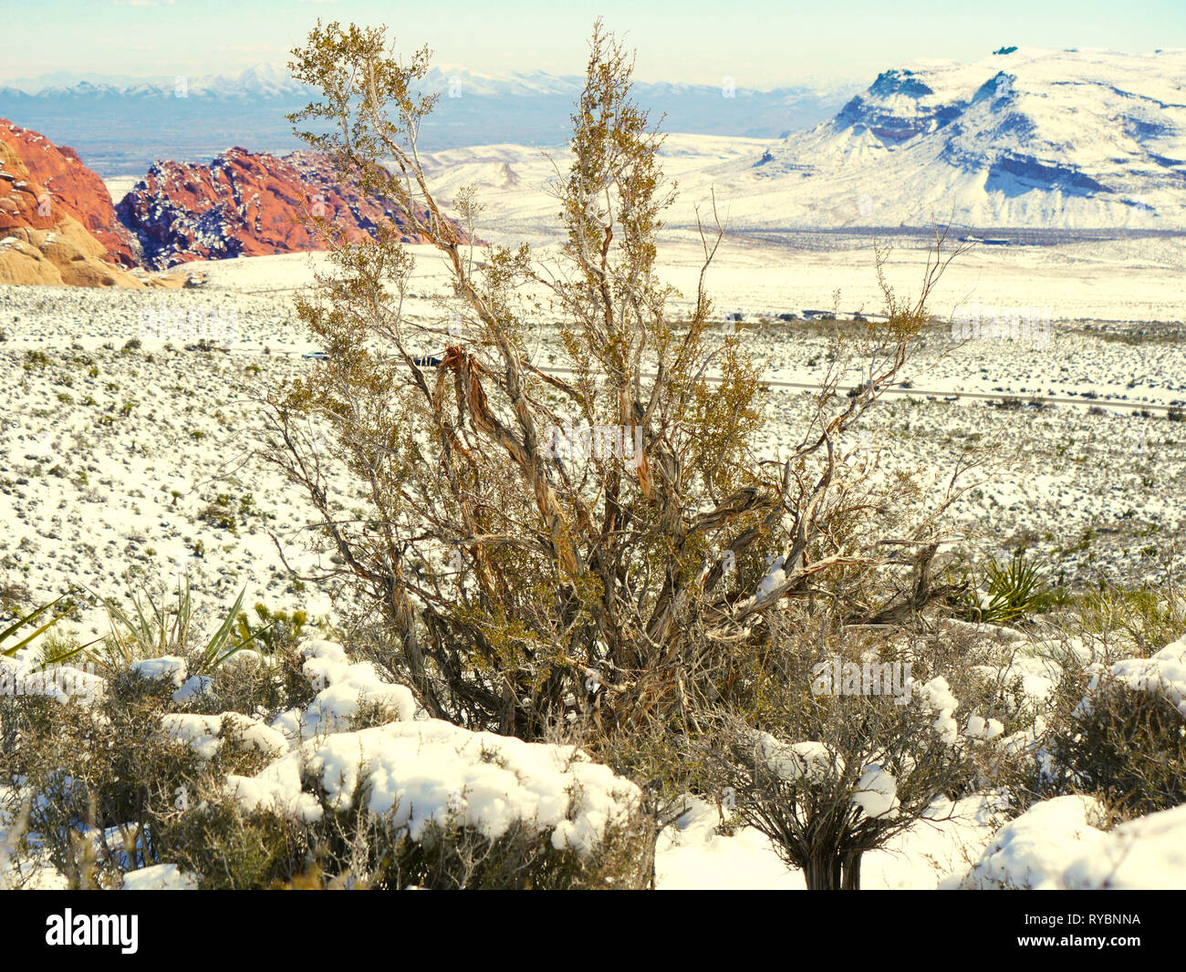 Snow on desert plants and hills in Red Rock Canyon near Las Vegas Stock Photo