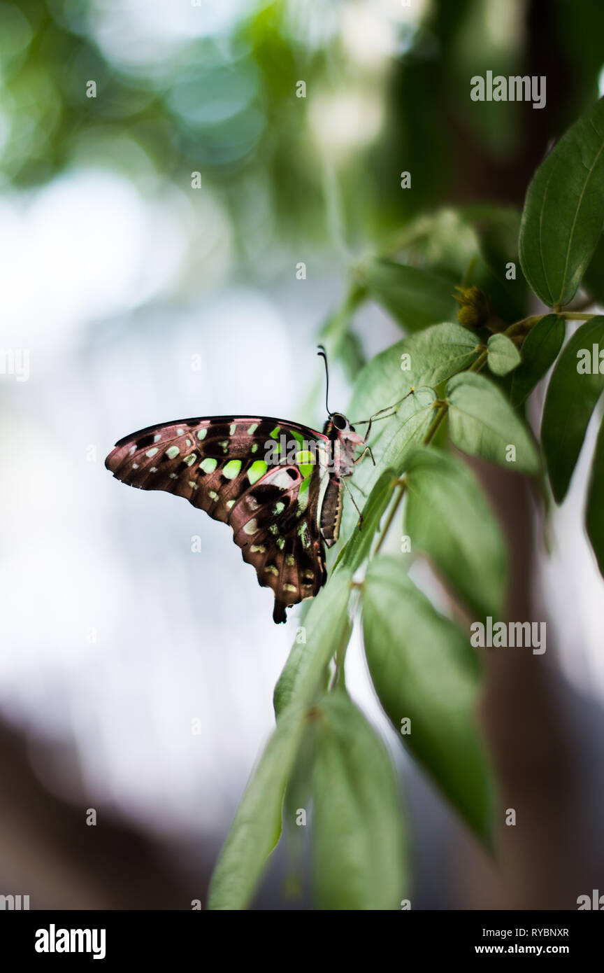 Small butterfly on leaves Stock Photo