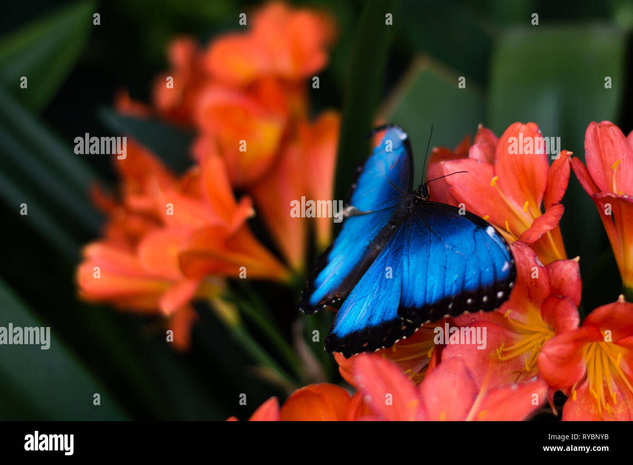 Blue butterfly on orange flowers Stock Photo