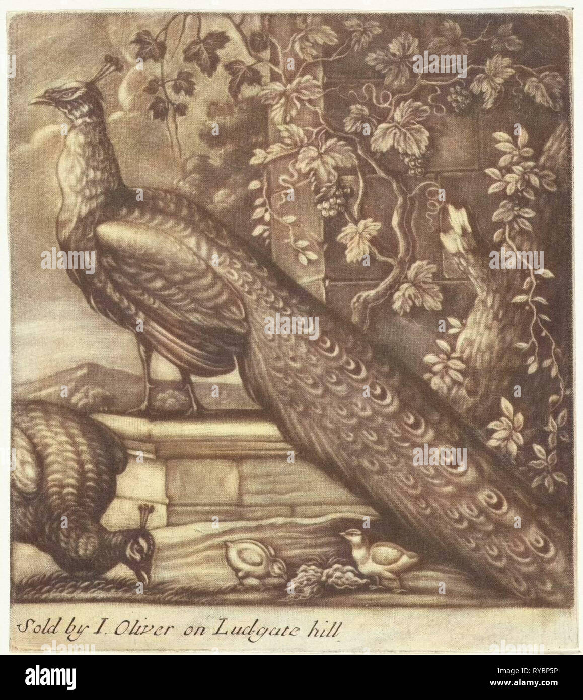 Peacocks, Jan Griffier (I), John Oliver, 1667 1718 Stock Photo Alamy