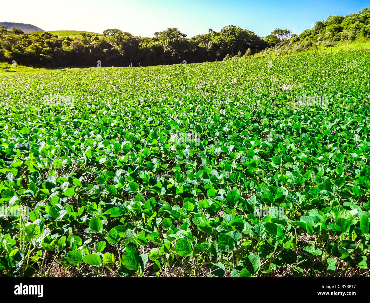Agricultural soy plantation hi-res stock photography and images - Alamy