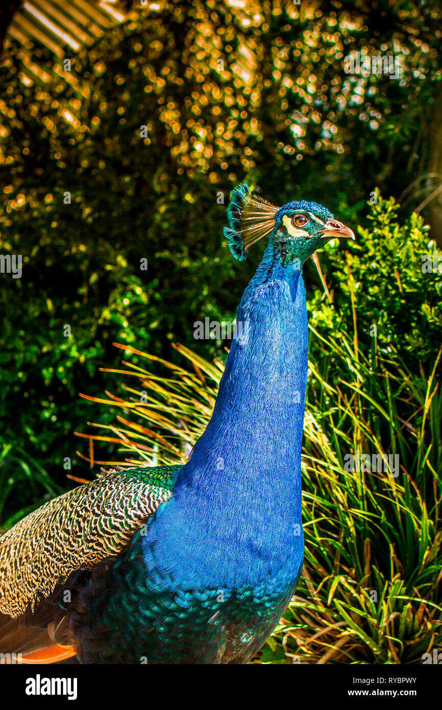 Beautiful blue peacock hires stock photography and images Alamy