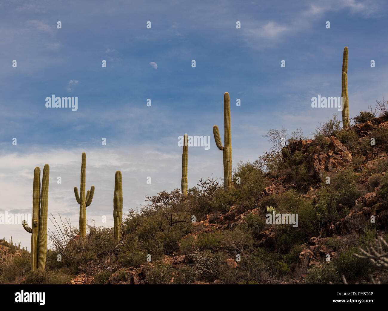 Moon rises over large saguaro cactus on dry rocky hillside Stock Photo