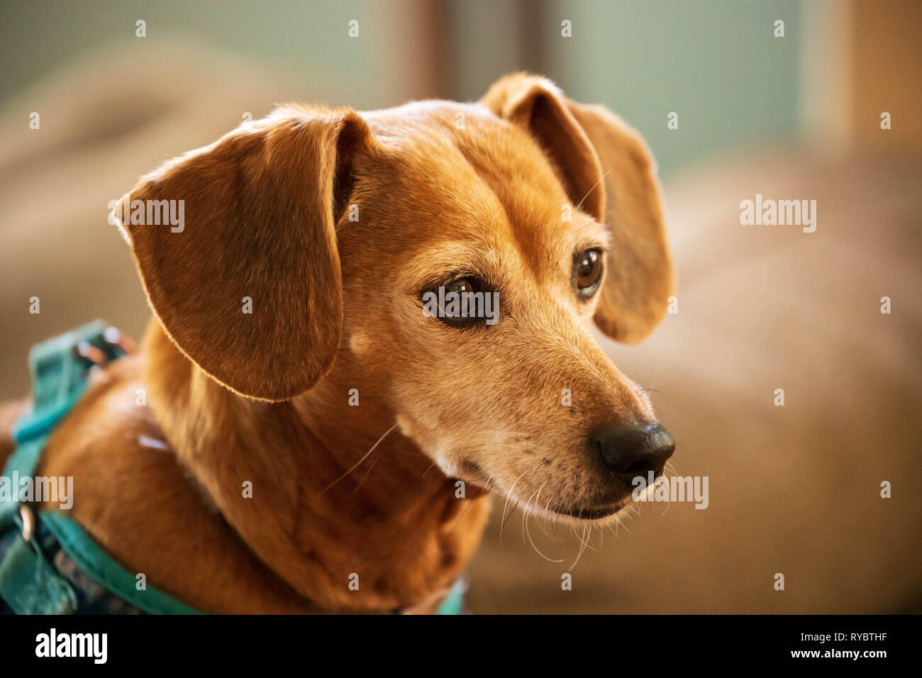 Cute dachshund looks intently at object of interest Stock Photo