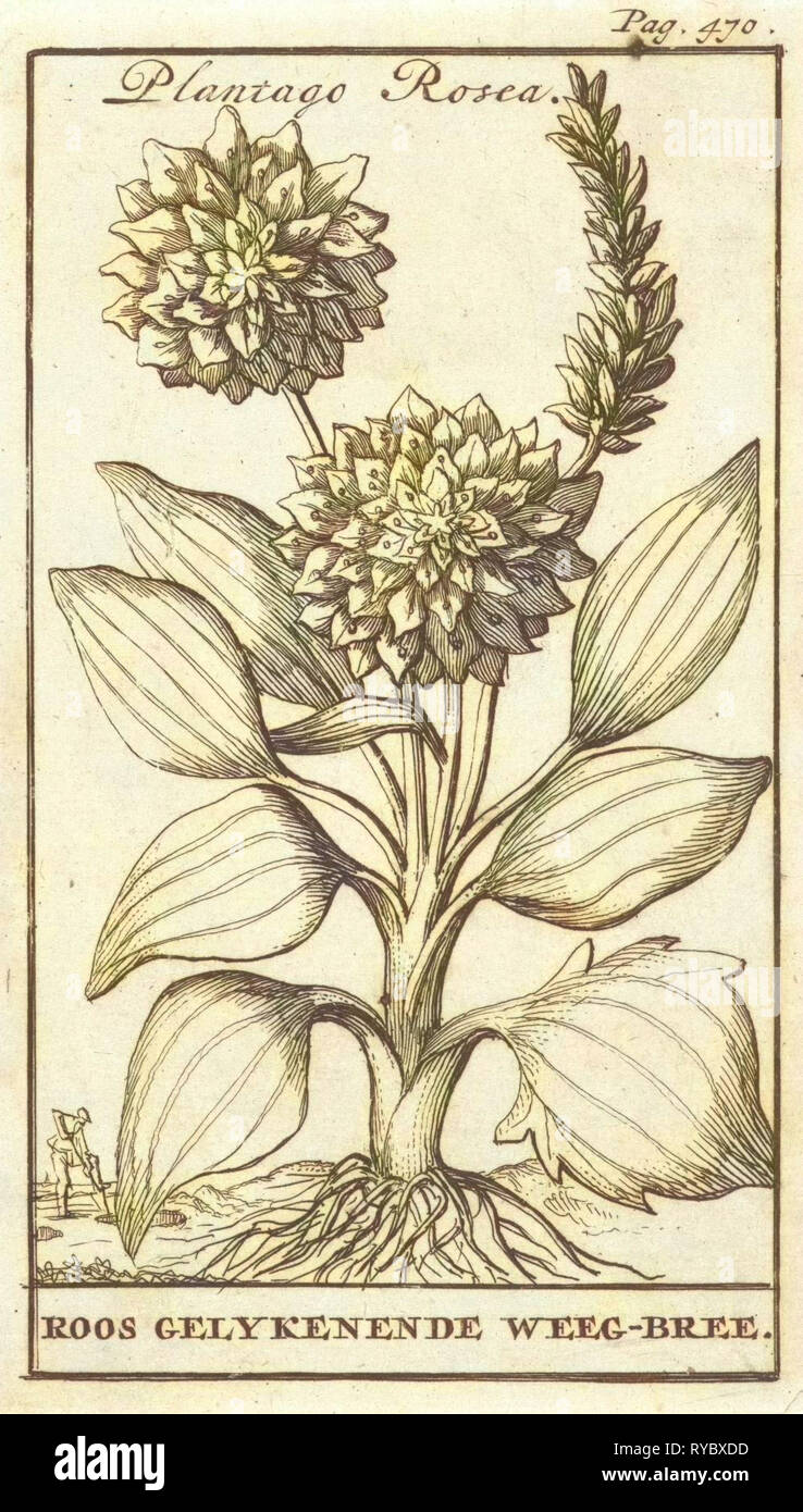 Plantain, Caspar Luyken, Jan Claesz ten Hoorn, 1698 Stock Photo