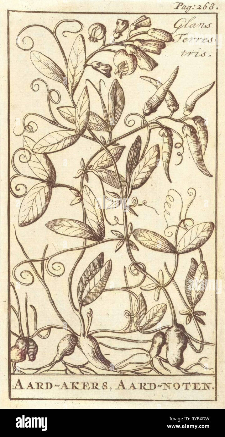 Lathyrus tuberosus, also known as the tuberous pea, tuberous vetchling, earthnut pea, aardaker Stock Photo