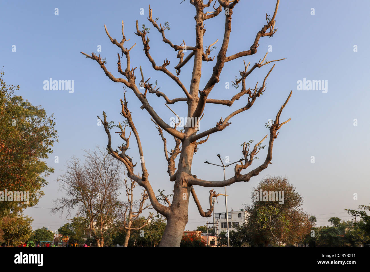 Tree without leaves hires stock photography and images Alamy