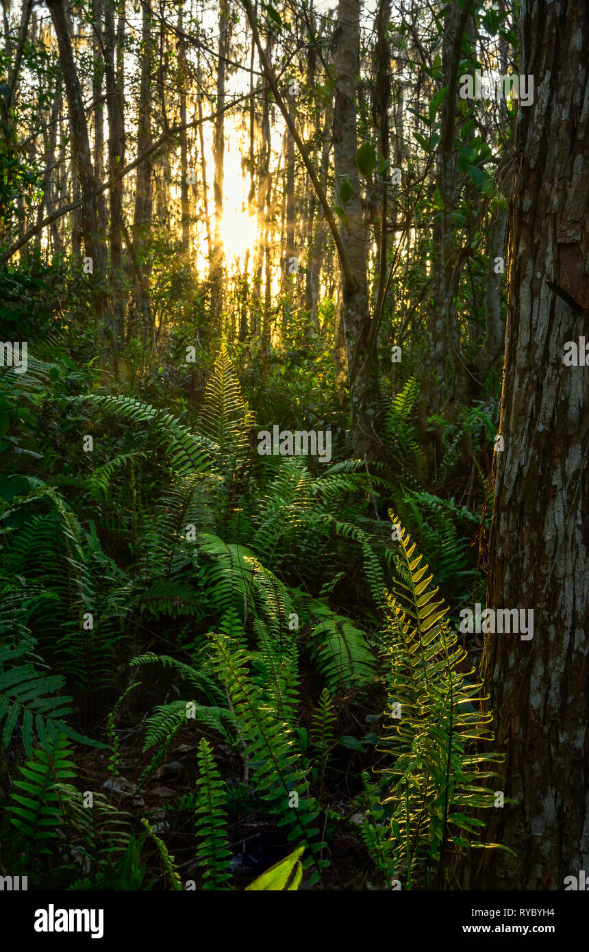 Sunlight  glistens of fern fonds in the cypress swamp at Loxahatchee National Wildlife Refuge Stock Photo