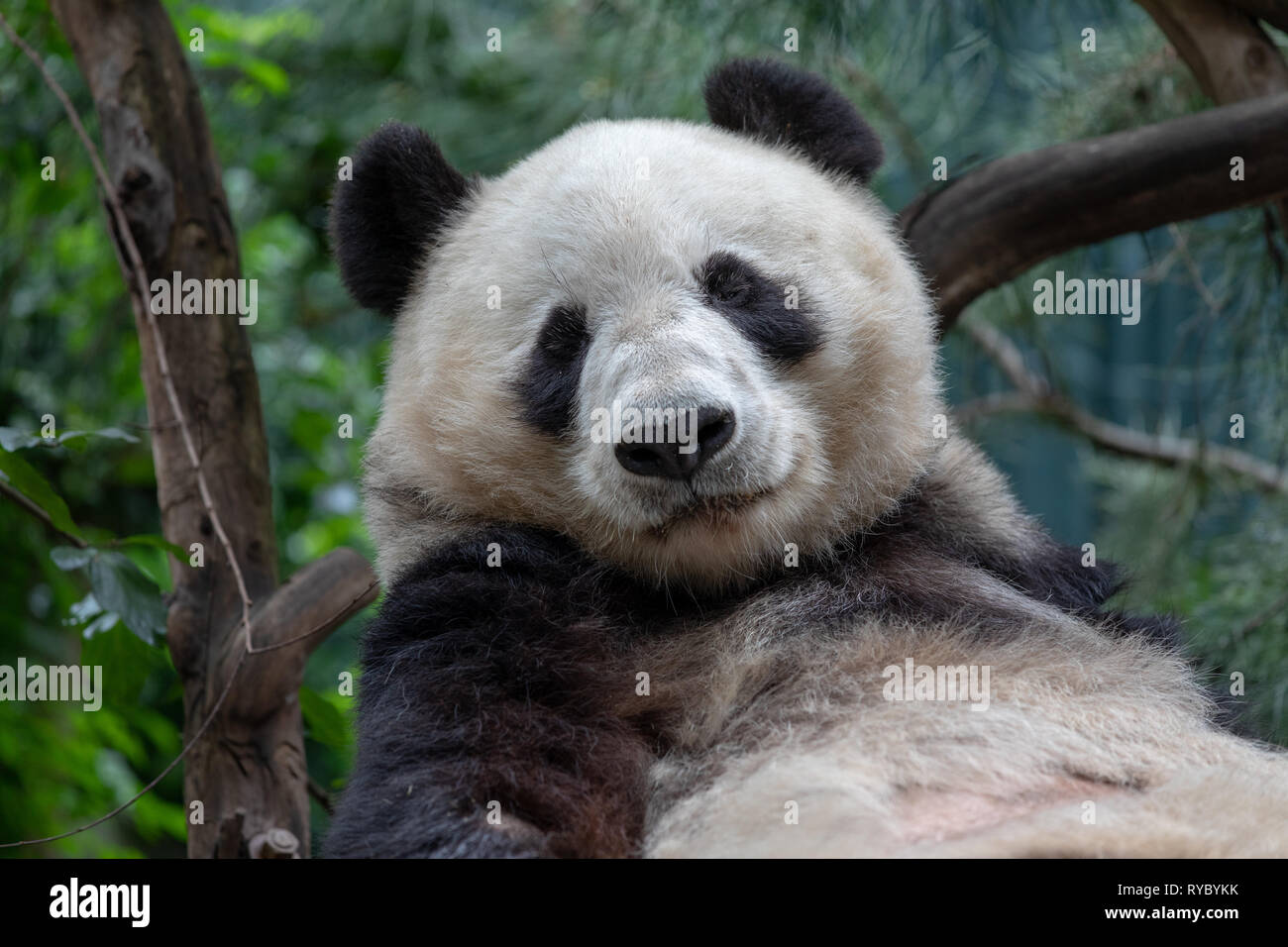 Giant Panda - San Diego Zoo Stock Photo - Alamy