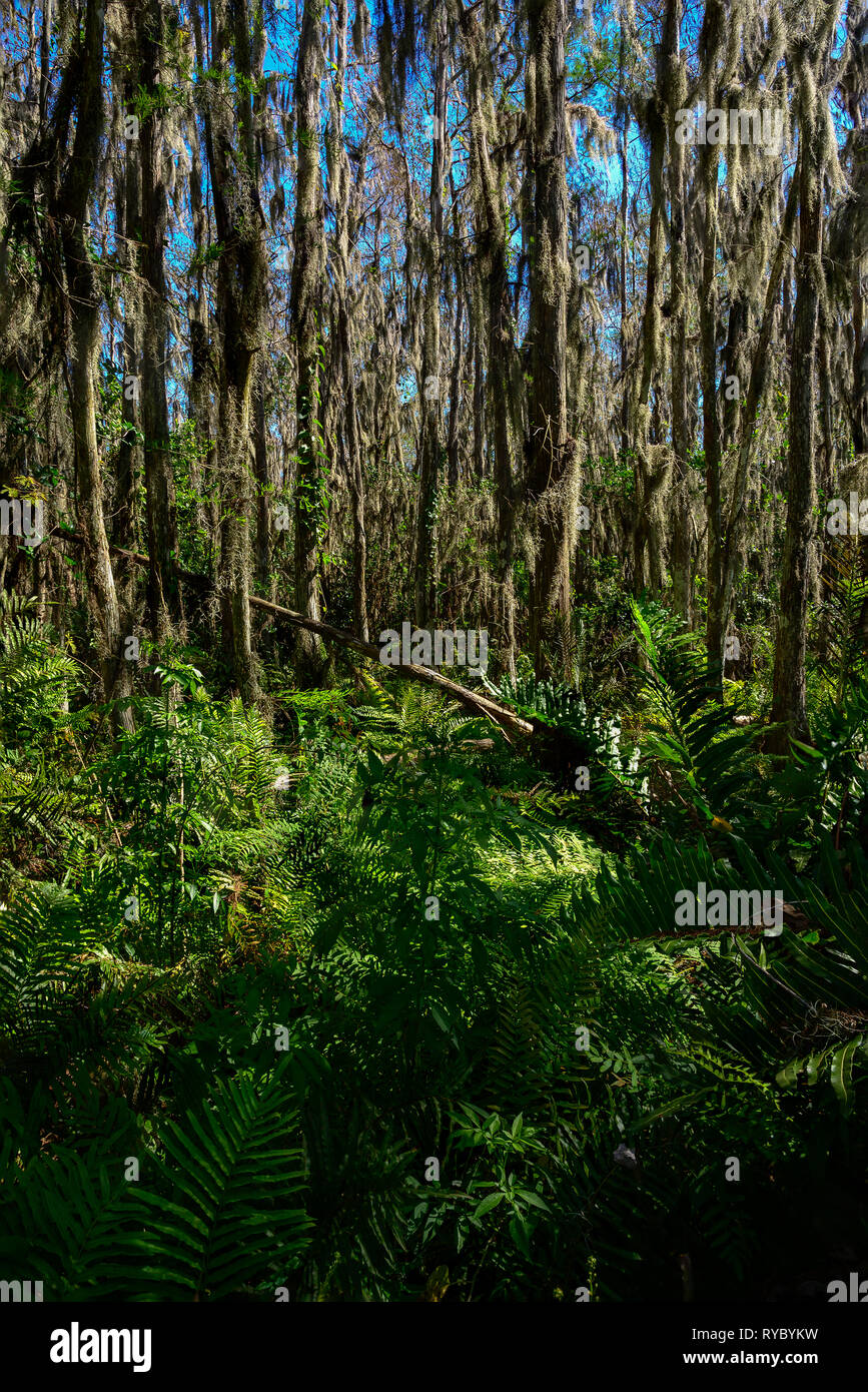 Spanish moss hanging in cypress tree swamp at Loxahatchee National Wildlife Refuge Stock Photo