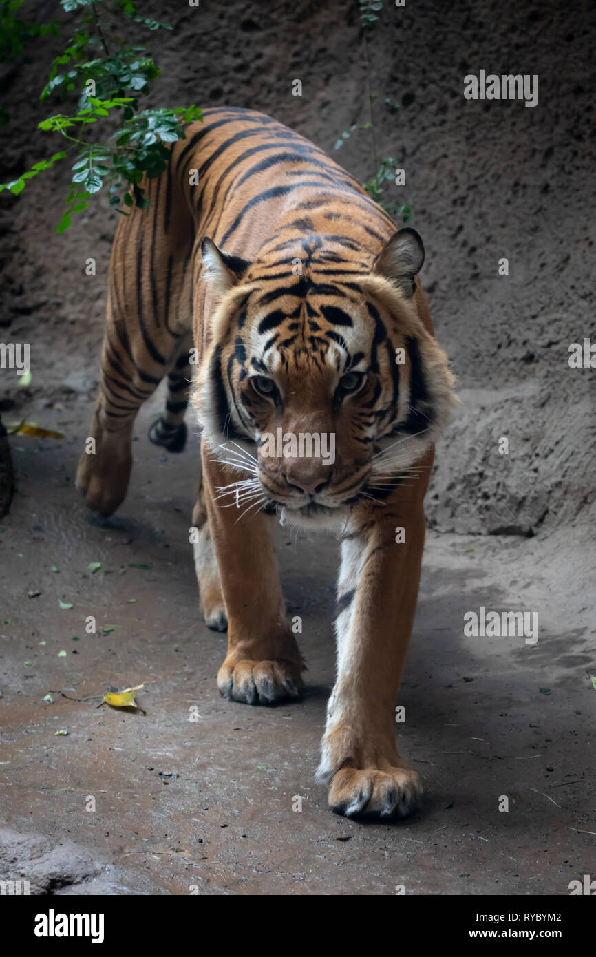 Tiger - San Diego Zoo Stock Photo - Alamy
