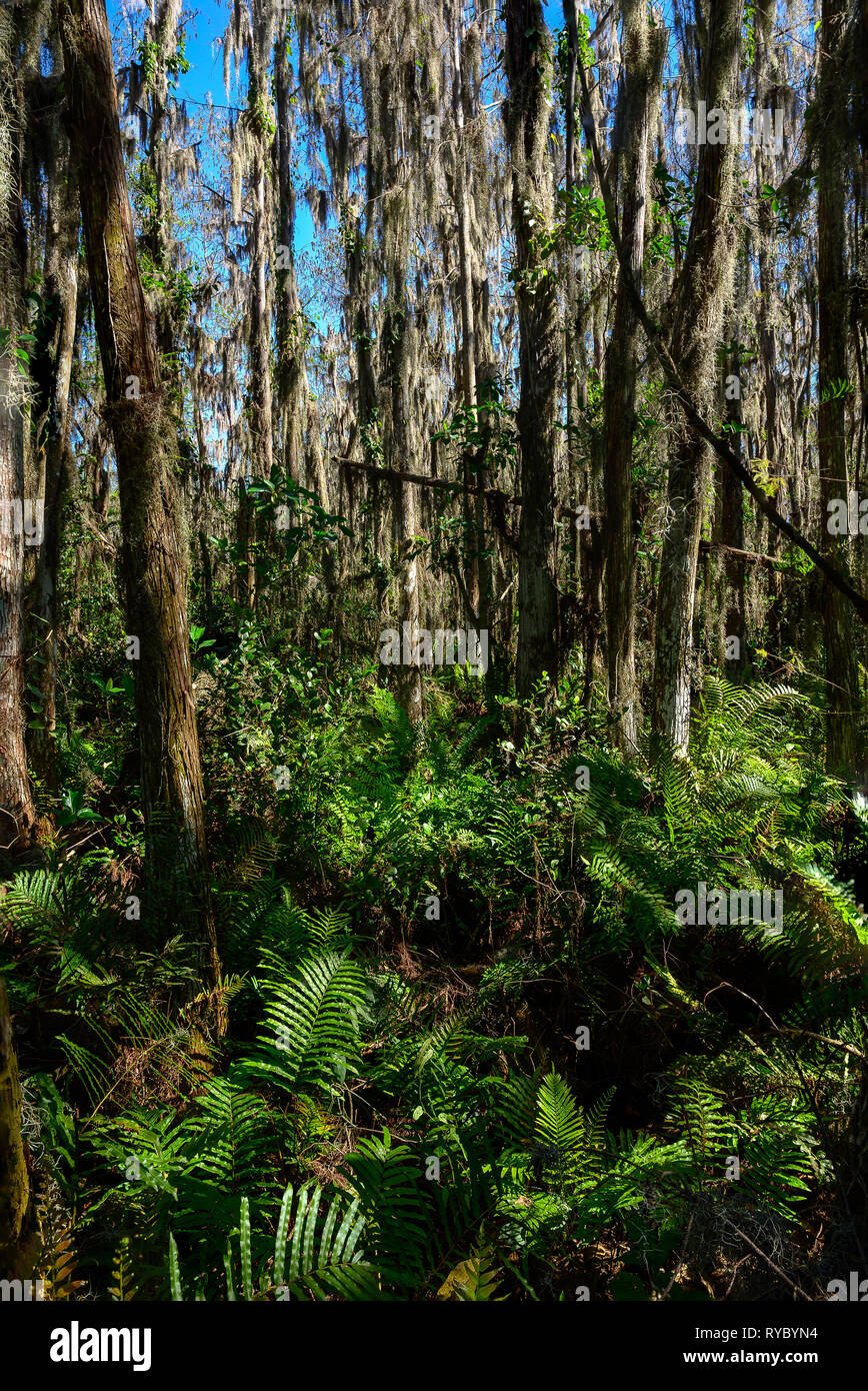 Forest of Bald cypress trees in Loxahatchee National Wildlife Refuge Stock Photo