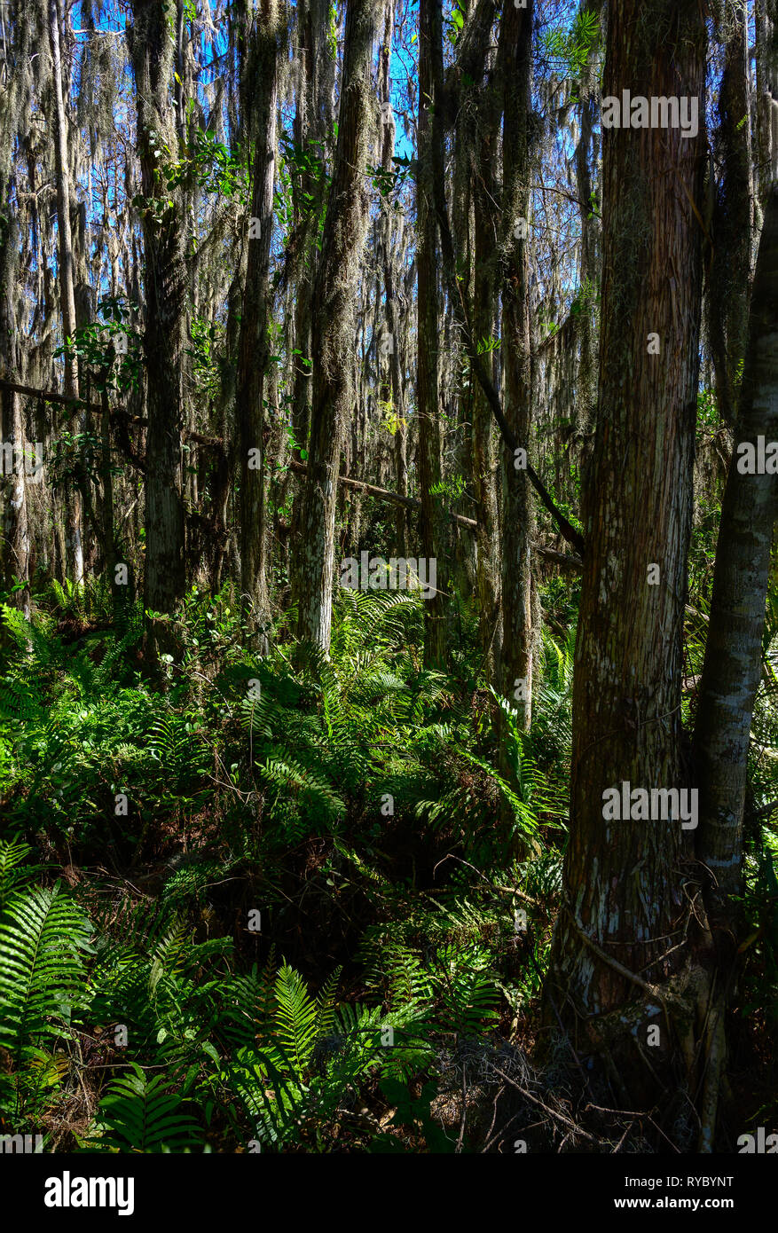 Tree Islands in the Cypress swamps at Loxahatchee National Wildlife Refuge with a variety of Ferns, including Swamp Fern, Strap Fern and Royal Fern Stock Photo