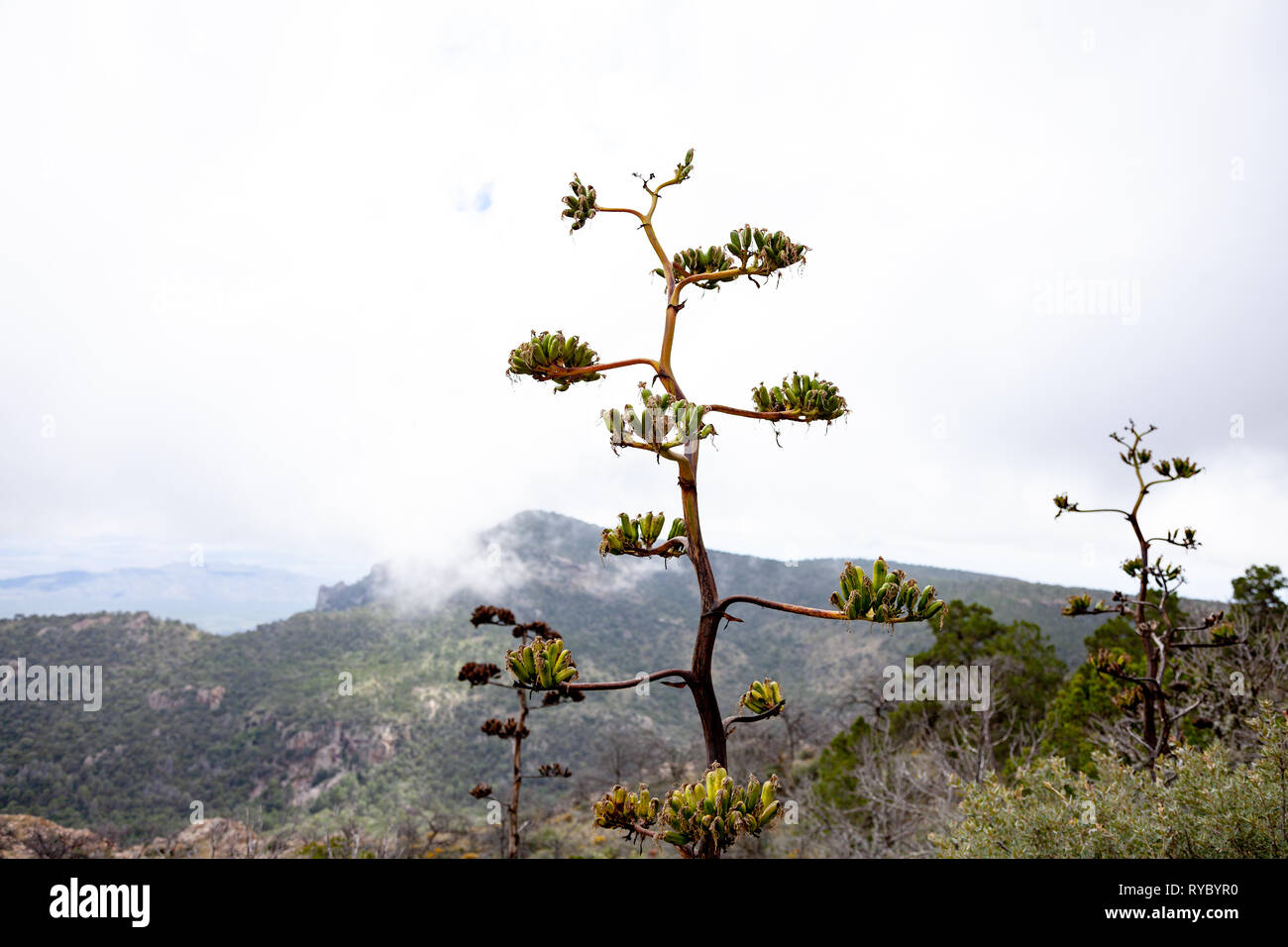 A yucca plant high up in the cloudy mountains of Big Bend National Park. Stock Photo
