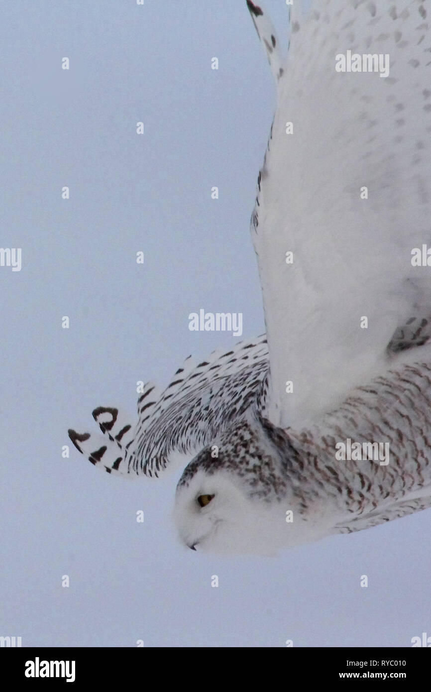 Birds of North America. Snowy Owl (Bubo scandiacus Stock Photo - Alamy
