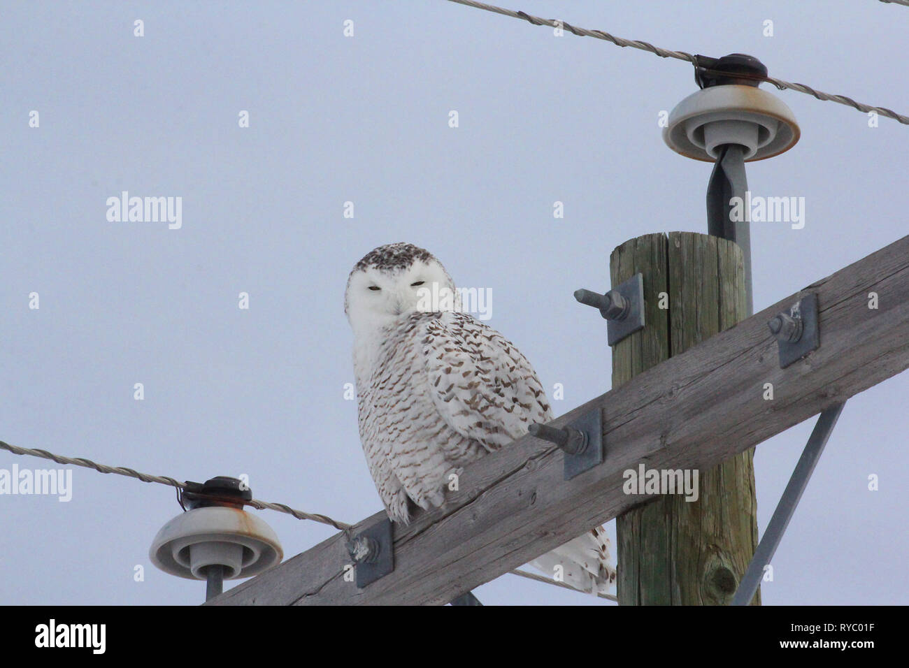 Birds of North America. Snowy Owl (Bubo scandiacus) Stock Photo